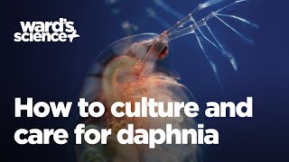 Caring and Culturing for Daphnia [upl. by Kliment217]