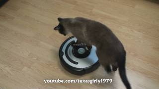 Cat shows HOW TO use iRobot Roomba Vacuum [upl. by Siramad12]