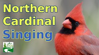 Cardinal Singing amp Call Sounds [upl. by Nilhsa]