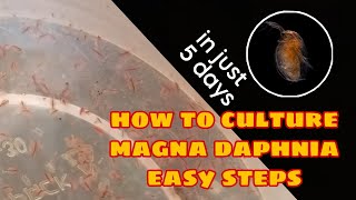 How to Culture Magna Daphnia Easily [upl. by Abbotsen]