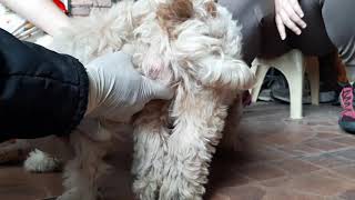 How To Treat Vomiting at Home  Vomiting dog [upl. by Nnaael]