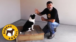 Como adestrar um CACHORRO FILHOTE  Uma aula prática [upl. by Feliza792]