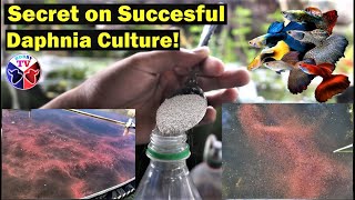 How to Culture Daphnia Successfully [upl. by Nosyaj]