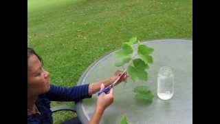 Lets Grow Grape Vines from Cuttings [upl. by Anned897]