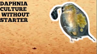 HOW TO CULTURE DAPHNIA NATURALLY WITHOUT A STARTER [upl. by Hsirrap]