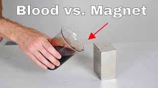 Giant Neodymium Monster Magnet vs Blood Its Attracted [upl. by Grace]