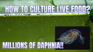 How to Culture Daphnia Secret Method to Breed MILLIONS  Simply Aquatic [upl. by Harpole]