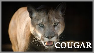 Cougar scream at night in the woods Mountain lion sounds very scary [upl. by Luebke135]