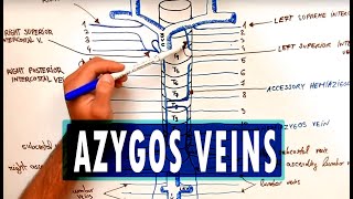 ANATOMY  Azygos Venous System [upl. by Eiser]