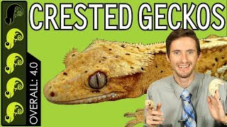 Crested Gecko The Best Pet Reptile [upl. by Barny597]