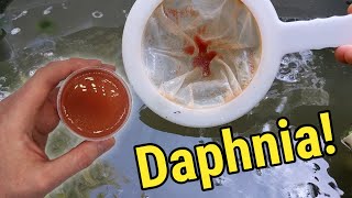 How I Culture Daphnia In Outdoor Tubs [upl. by Asyar]