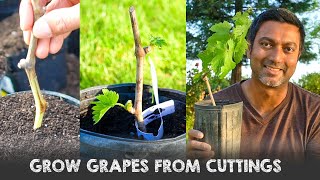 Easiest Way to Grow Grape Vines from Cuttings [upl. by Anaeda]