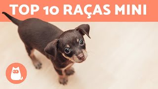 10 RAÇAS DE CACHORROS TOY [upl. by Ohploda]