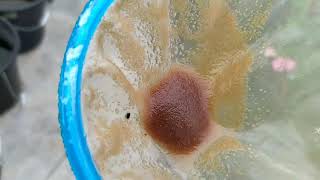 How to culture daphnia moina in a small container Part 1 English Subtitle [upl. by Enaud]