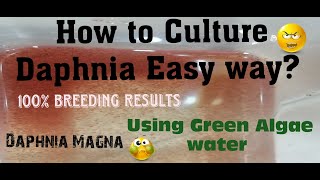 Daphnia MagnaHow to Culture Daphnia Easy wayCulturing Daphnia using Green water Daphnia [upl. by Okiruy1]