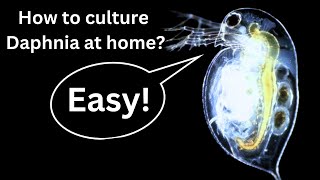 BEST Live Fish Food Beginner guide How to Culture Daphnia at home [upl. by Sterne]