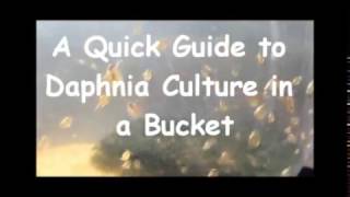 How to culture daphnia outside [upl. by Htebazil60]