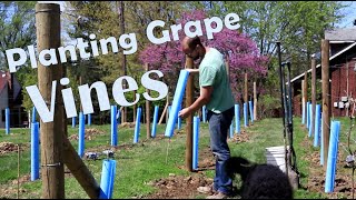 How to Plant Wine Grapes [upl. by Imre]