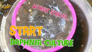 How to culture daphnia moina the easy way 1  Starting the Daphnia culture [upl. by Gurias840]