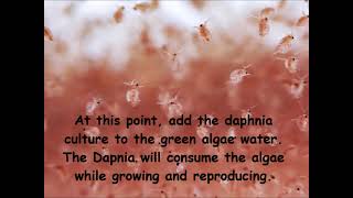 Daphnia  How to grow daphnia in your home [upl. by Anihsit]