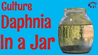 How to Culture Daphnia in a Jar [upl. by Sherborn519]