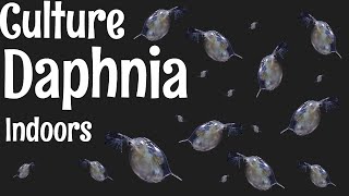 How to Culture Daphnia [upl. by Swirsky]