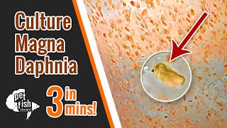 How to culture DAPHNIA MAGNA  The easy way [upl. by Hardwick]