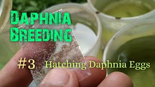 Daphnia Culture made simple and easy 3  Hatching Daphnia eggs [upl. by Esnahc]