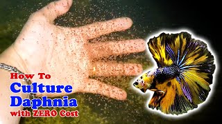 How to Culture Daphnia with ZERO Cost  Unlimited Live Food For Our Fish [upl. by Akahc]