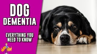 How to Train Your Dog to Alert on Command [upl. by Etnahc]