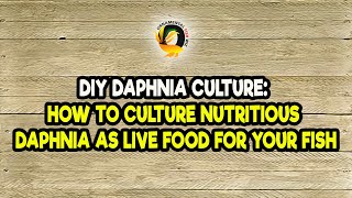 DIY Daphnia Culture How to Culture Nutritious Daphnia as Live Food for Your Fish [upl. by Qifahs]