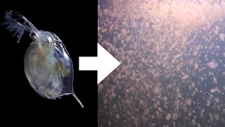 How I Culture Daphnia [upl. by Caswell12]