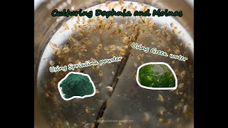 How To Culture Daphnia and Moinas using Green Water Spirulina powder [upl. by Llednil748]