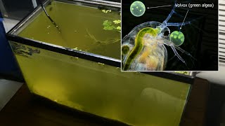 Raising Daphnia for the Freshwater Aquarium [upl. by Dunc730]