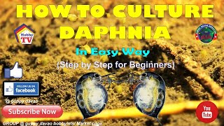 HOW TO CULTURE DAPHNIA In Easy Way [upl. by Sheelah]