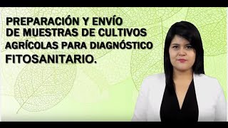 Toma y envío de muestras para diagnostico fitosanitario [upl. by Fenelia]